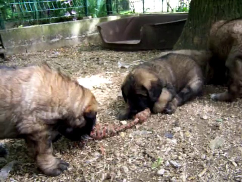Chiots Léonberg des Nuits Etoilées par le Roy Tatius