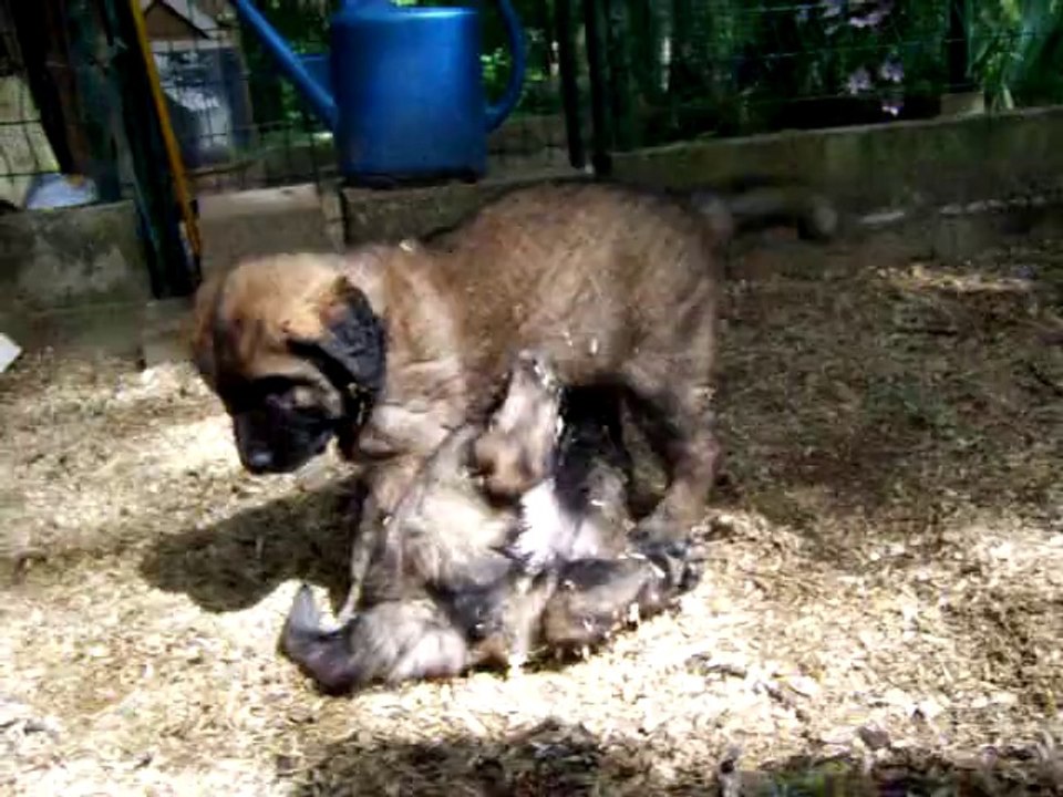 chiots léonberg des Nuits Etoilées par le Roy Tatius