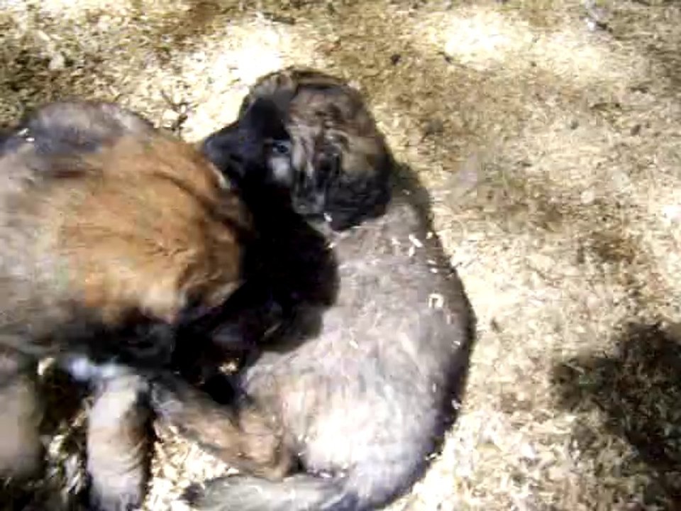 chiots léonberg des Nuits Etoilées par le Roy Tatius