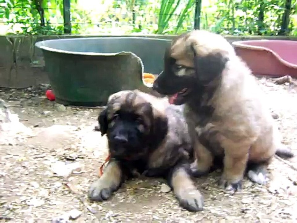 chiots léonberg des Nuits Etoilées par le Roy Tatius