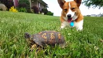 Réaction amusante d'un chien qui réalise qu'il y a une tortue a coté de lui
