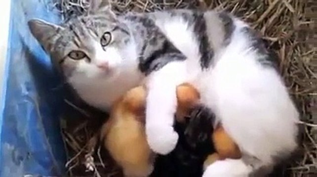 Cat Adopts Baby Ducks