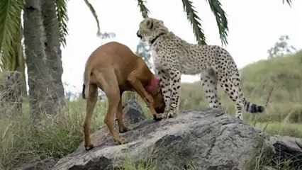 Cheetah cub Ruuxa and puppy pal Raina wrestle -