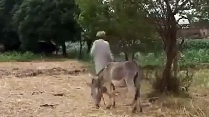 کھوتا چور مزاحیہ پنجابی ٹوٹا