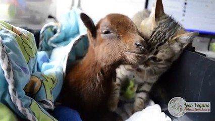 Un chat errant « adopte » un bébé chèvre blessé