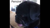 Pug Vine Compilation featuring Ridley and Lizzie