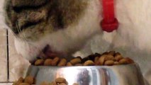 This is how my cat eats 0_o - 野獣