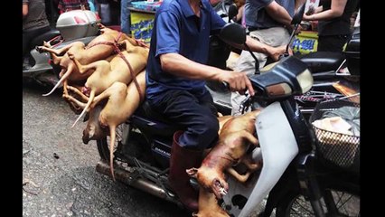 Stop Animal (DOG) Cruelty