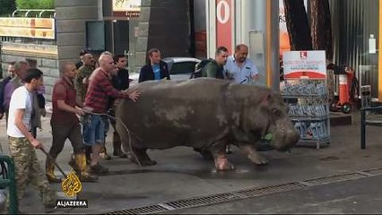 Animals may still be on the loose after Georgia floods