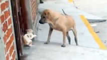 Funny Cat and Dog Videos 2014   Brave Kitten Fighting With A Dog!