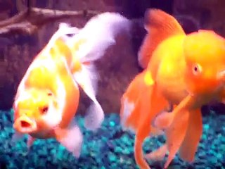 Goldfish Aquarium 1