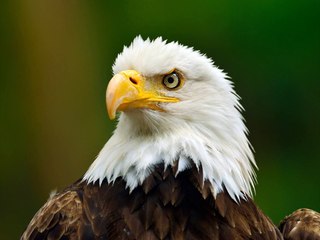 Amazing Facts About Bald Eagles