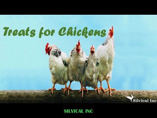 What treats can I give to my chickens