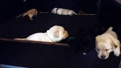 Chiots Fossette X Hamilton 2015