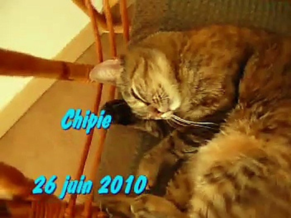 CHIPIE S AMUSE
