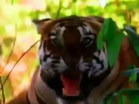 Tiger vs Lion Lions bite force 400 pounds less then tigers, source Discovery Channel