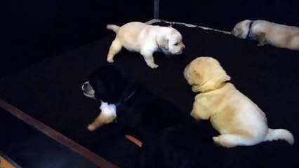 Chiots Fossette X Hamilton 2015 - 2