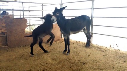 Baby Donkey Harassing Momma
