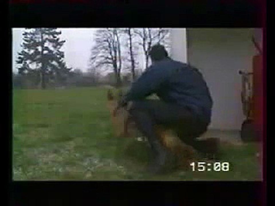 Polizeihund K9 Chiens Police Belgian Shepherd Dog Malinois