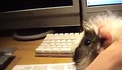 GIUSTINO guinea pig
