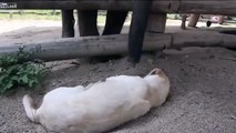فيديو طريف.. فيل يحاول إيقاظ كلب كسول من نوم عميق