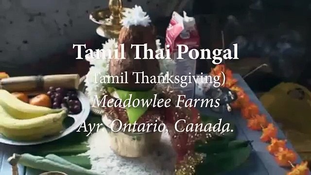 Tamil Thai Pongal
