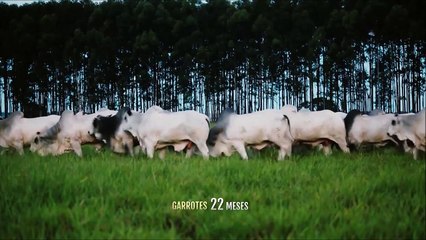 Chacara Navirai - Por Ronaldo Rodrigues da Cunha