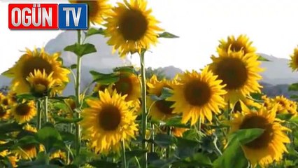 Çukurova sarıya büründü