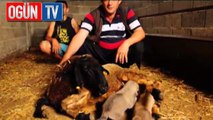 Kangal yavrularına koyun annelik yapıyor
