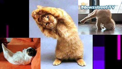 Funny dig- Not only humans,  dogs too prefer yoga to stay fit