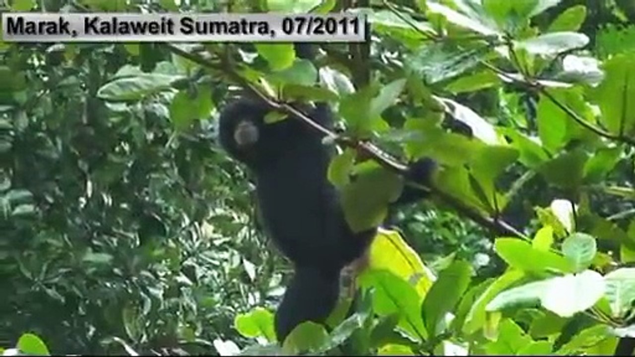 July 2011 with Chanee Kalaweit