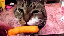 Funny Cats Eating - Cat videos Compilation # 10 - Funny cat videos 2015 - YouTube