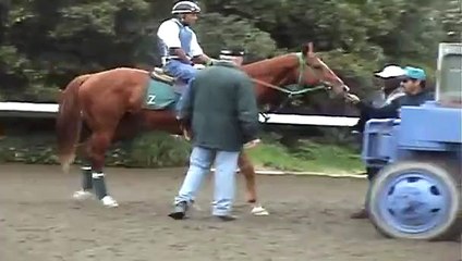 Santa Anita Park...thoroughbreds training