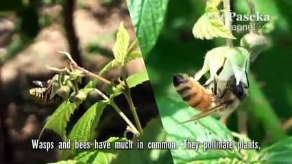 Осы глазами пчел и пчеловода