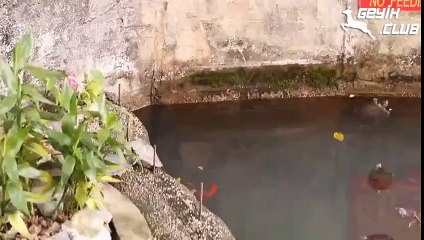 Lazer Gören Masum Kaplumbağalar