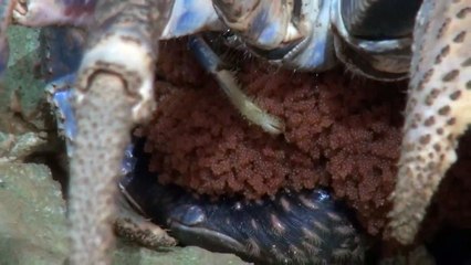 Female coconut crabs with eggs
