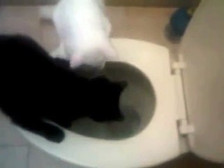 Gatos graciosos-Cutie Cats-Funny Cats-Cosita Negra lava el inhodoro (Cosita Negra cleans the toilet)
