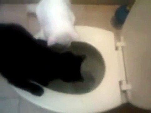 Gatos graciosos-Cutie Cats-Funny Cats-Cosita Negra lava el inhodoro (Cosita Negra cleans the toilet)