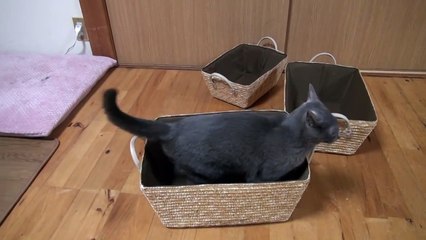 猫かごを高速連打するミーミーちゃん