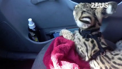 Big Serval Kitten Ears