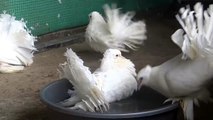 Indian Fantail Pigeon Taking bath