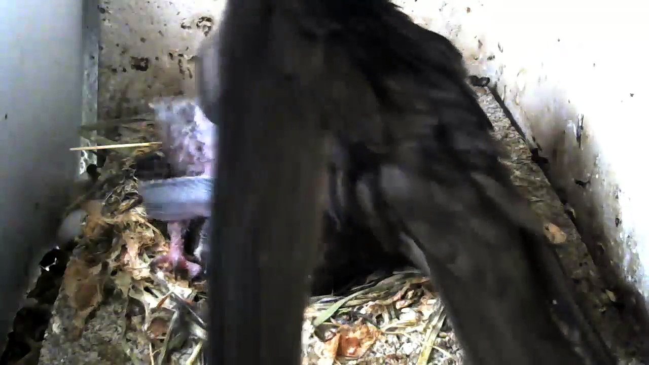 20.6.-18:21-2:20 Mauersegler - Kamera im Nistkasten - 2 Junge (REPLAY)