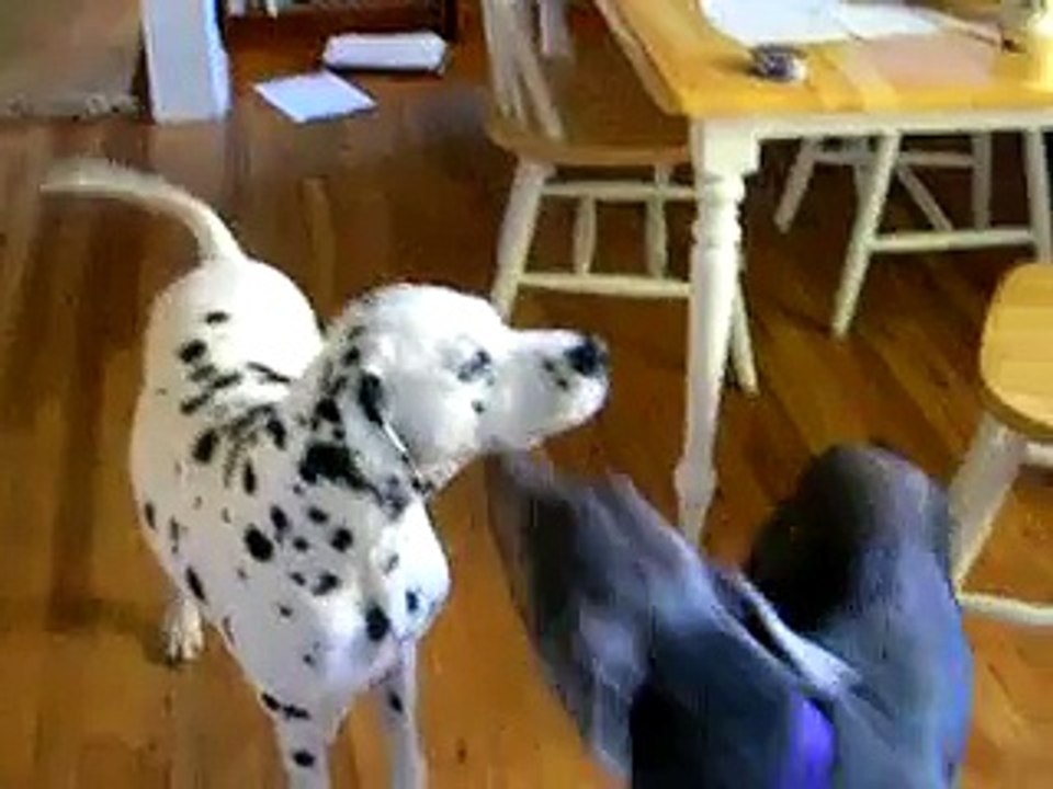 Dalmatian and Doberman