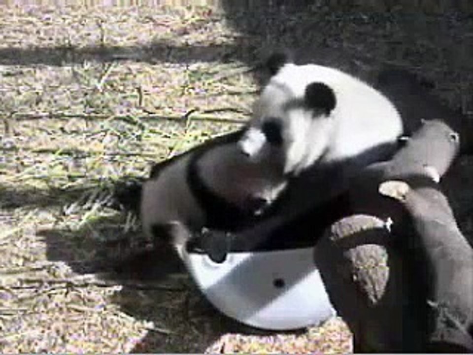 Panda (pure love) funny