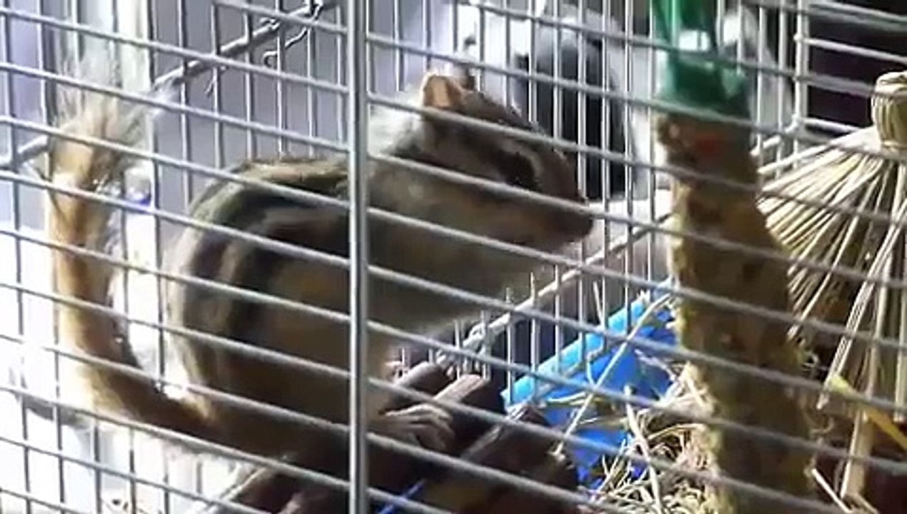 Chipmunk sounds / Burunduk
