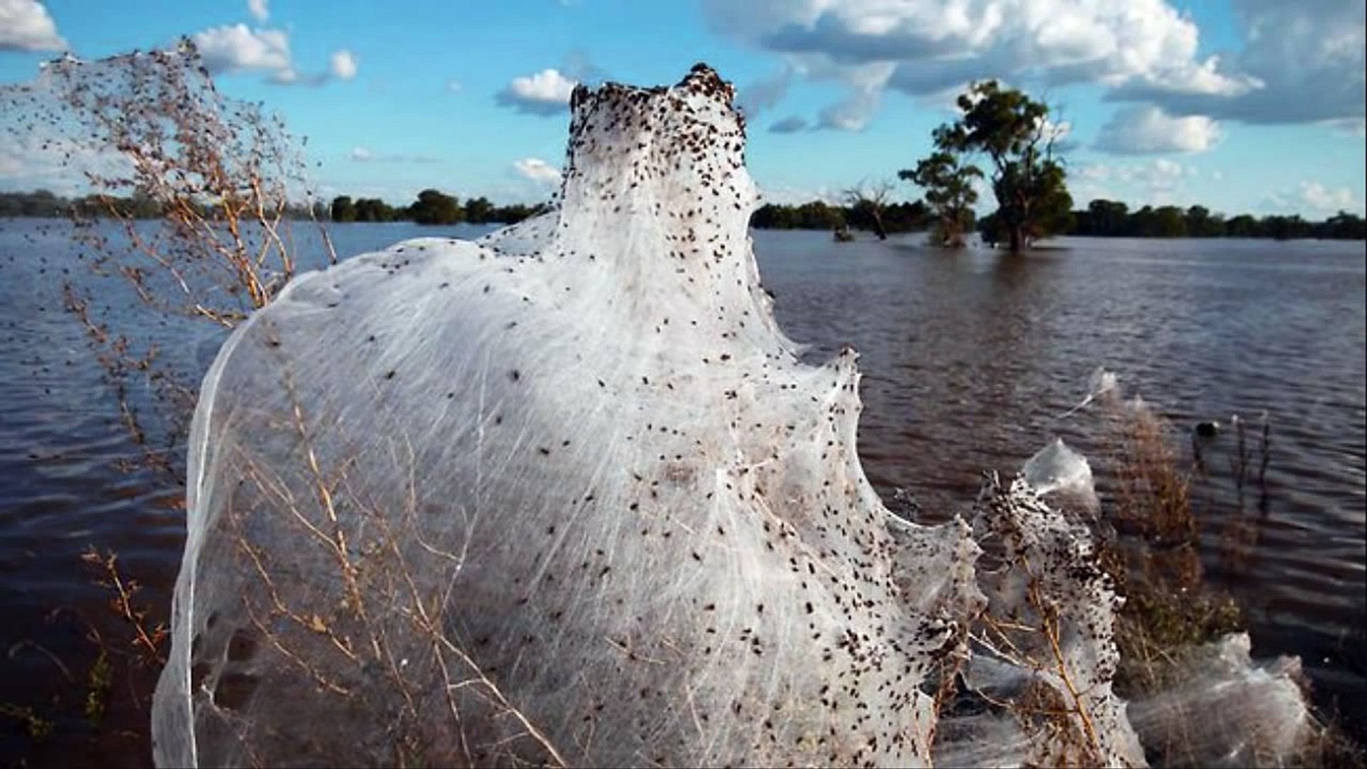 Wagga Wagga Spiders Australia Video Dailymotion