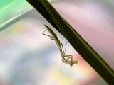 螳螂進食(mantis eating maggot)