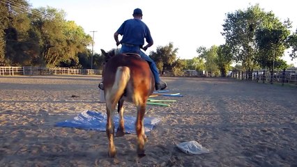 Horse Training - Prospect for a Police Horse with Mike Hughes