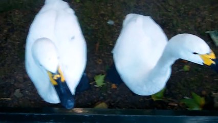 Sounds of Tundra Swans