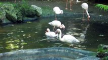 Fighting Flamingos